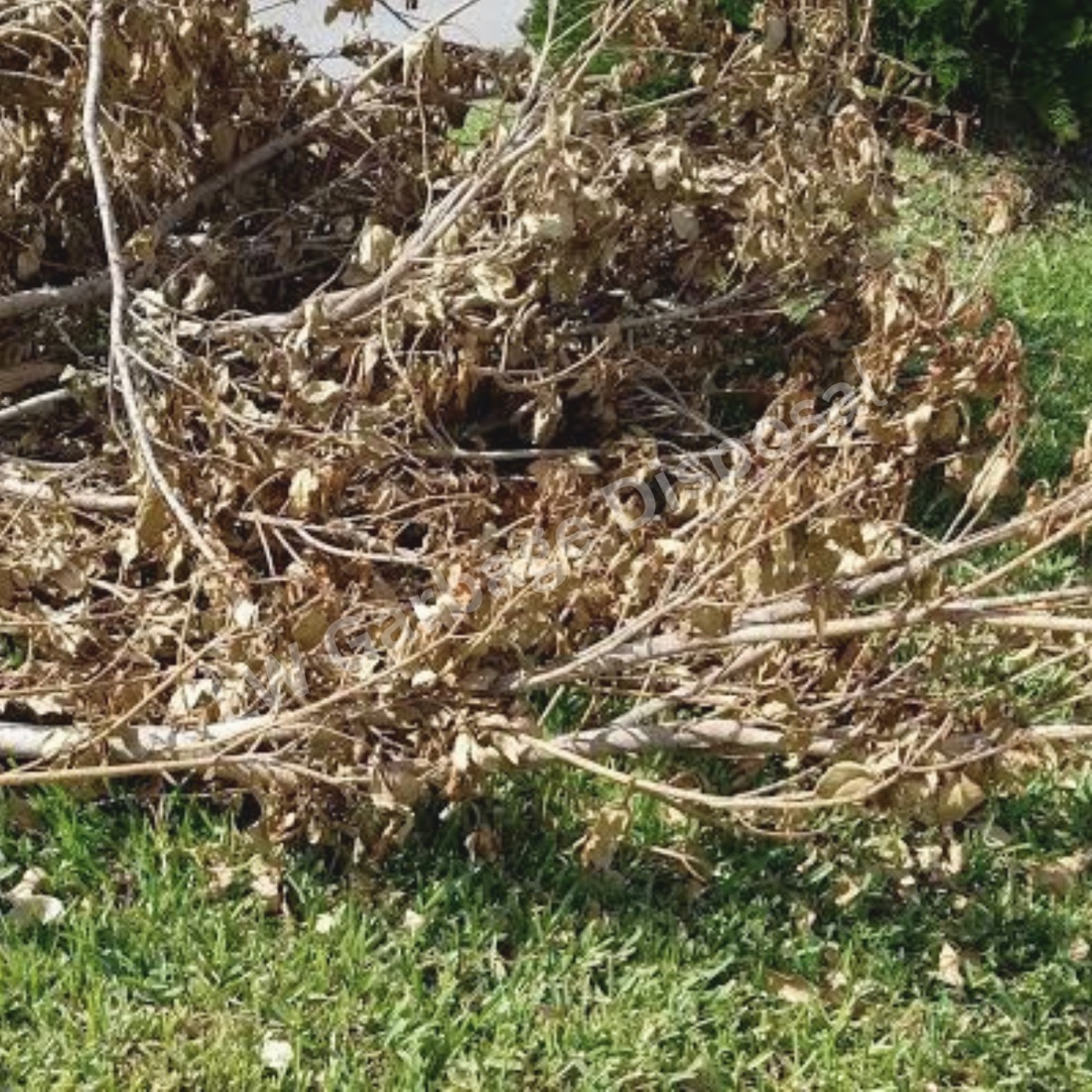 Yard Debris Removal in Laguna Woods, CA by LW Garbage Disposal