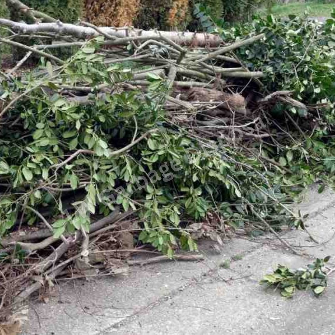 Yard Debris Removal in Laguna Woods, CA by LW Garbage Disposal
